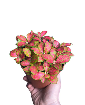 Fittonia albivenis