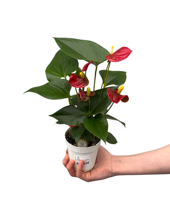Anthurium andraeanum 'Royal Red Champion' Image 3