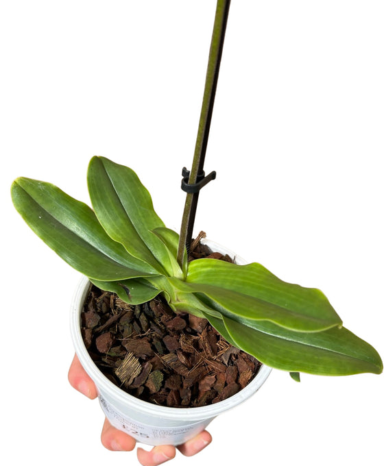 Paphiopedilum Pinnochio gx Image 3
