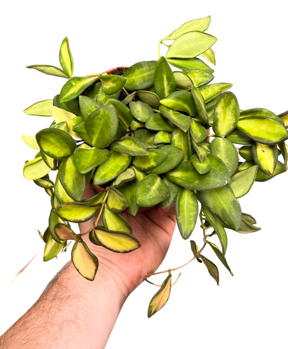 Hoya sp. aff. burtoniae (Variegated) Image 2