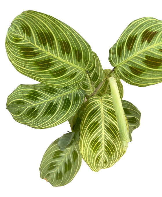Maranta sp. Light Veins Image 2