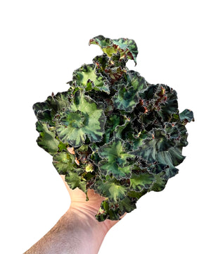 Begonia rex 'Fem'
