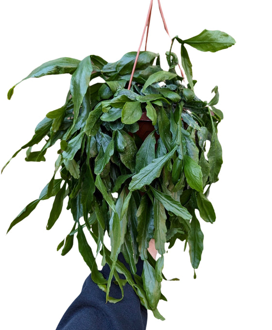 Rhipsalis crispata Image 1