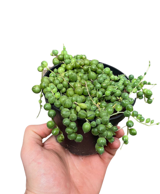 Curio rowleyanus - String of Pearls Image 2