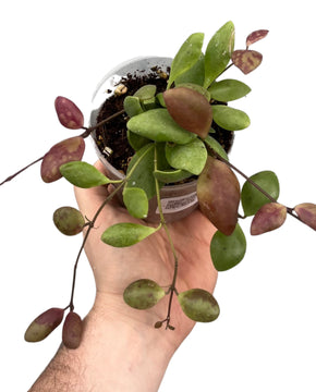 Hoya pallilimba