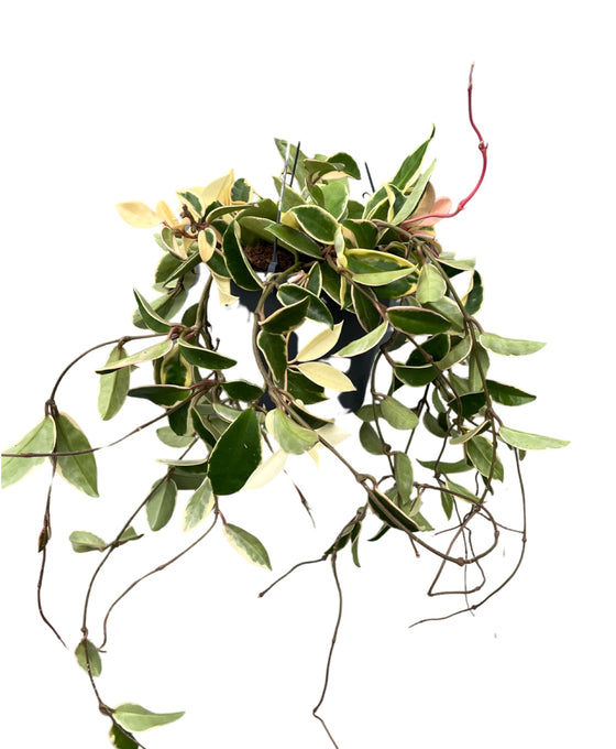 Hoya carnosa 'Krimson Queen' Image 5