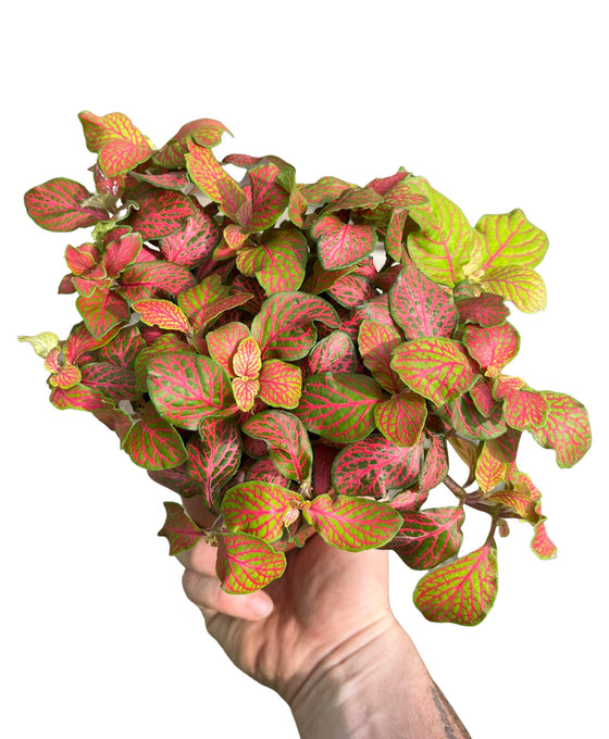 Fittonia albivenis Image 3
