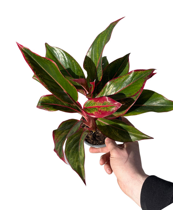 Aglaonema commutatum 'Crete' Image 2