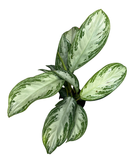 Aglaonema 'Silver Bay' Image 3