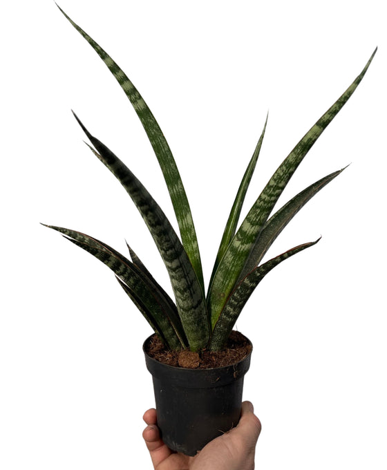 Sansevieria trifasciata 'Megan' Image 1