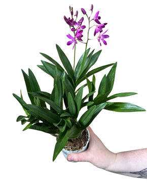 Dendrobium 'Berry Oda'
