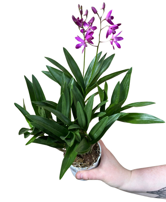 Dendrobium 'Berry Oda' Image 1