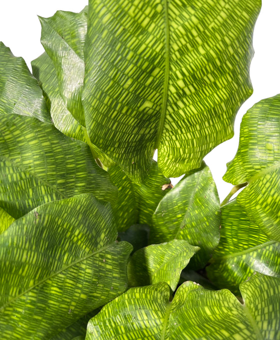 Calathea musaica 'Network' Image 2