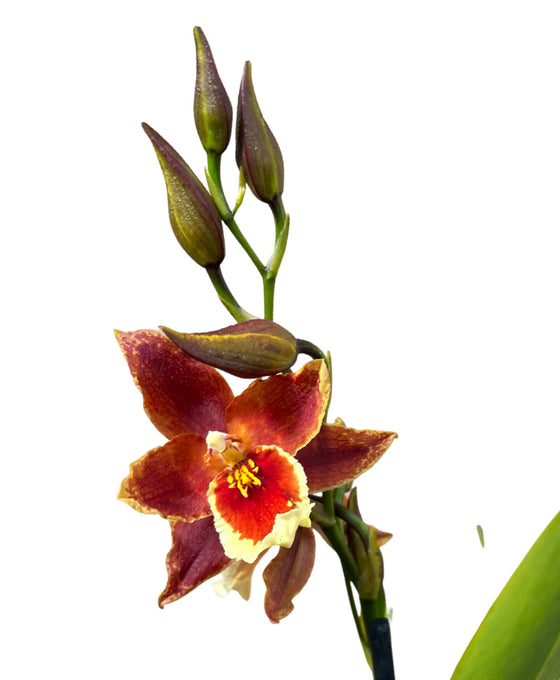 Oncidium 'Inferno' Image 2