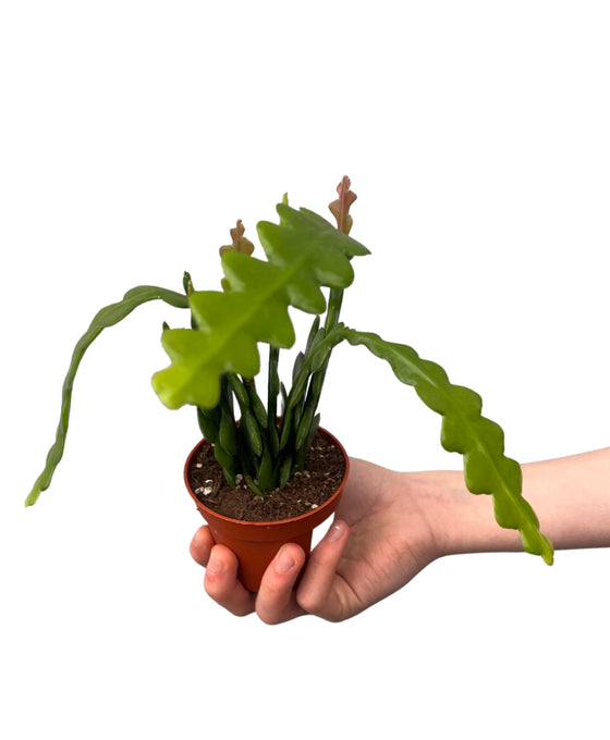 Disocactus anguliger (syn. Epiphyllum anguliger) Image 4