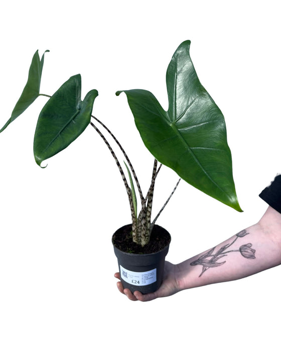 Alocasia zebrina Image 2