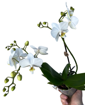 Phalaenopsis hybrid (White)