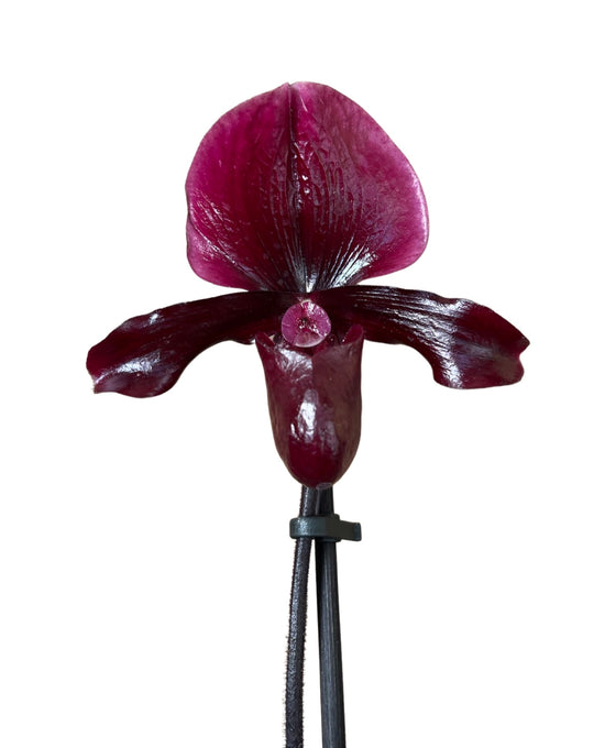 Paphiopedilum maudiae gx 'Black Jack' Image 3