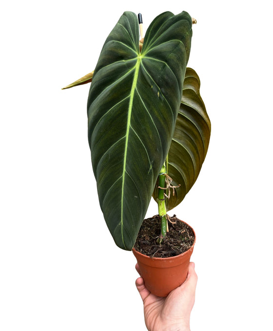 Philodendron melanochrysum Image 4