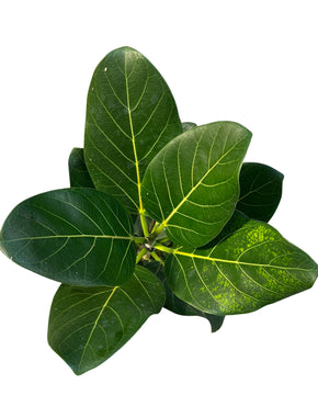 Ficus benghalensis (Ficus Audrey)