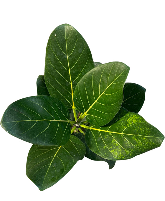 Ficus benghalensis (Ficus Audrey) Image 1