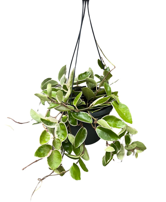 Hoya carnosa 'Krimson Queen' Image 2