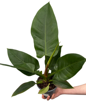 Philodendron 'Imperial Green'