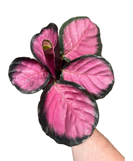 Calathea picturata 'Crimson' Image 1
