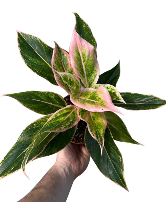 Aglaonema 'Pink Aurora' Image 1