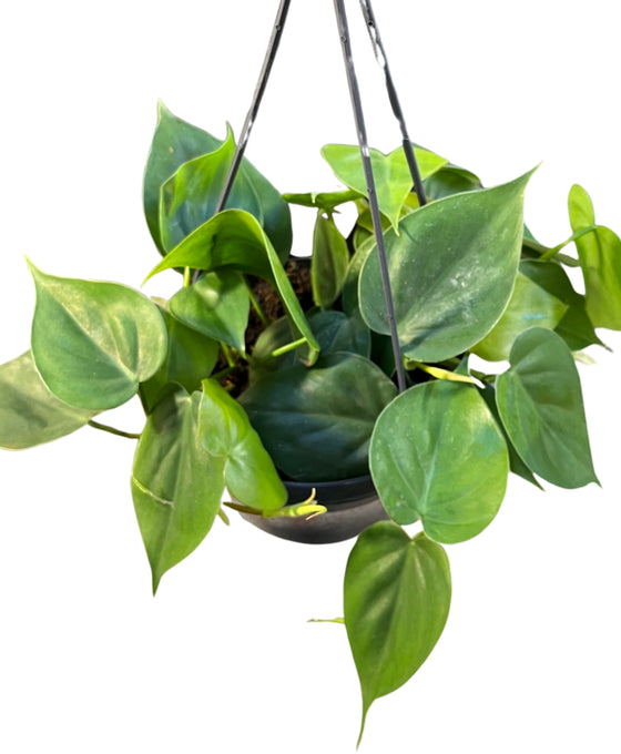 Philodendron scandens Image 2