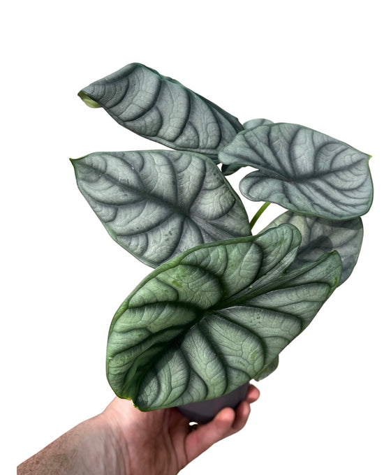 Alocasia baginda 'Silver Dragon' Image 2