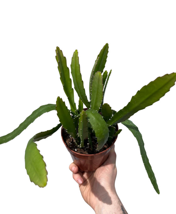 Disocactus ackermannii Image 1