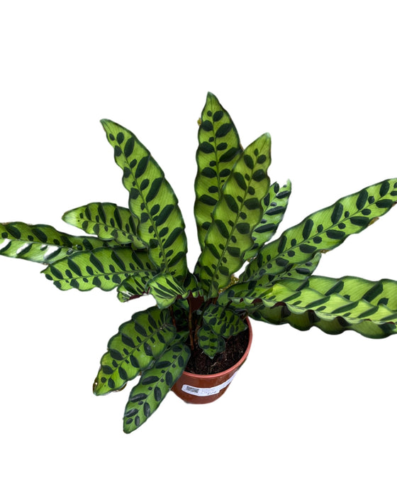 Calathea lancifolia Image 3