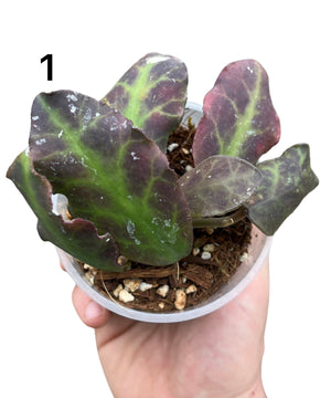 Hoya waymaniae