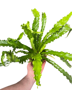 Asplenium antiquum 'Osaka'