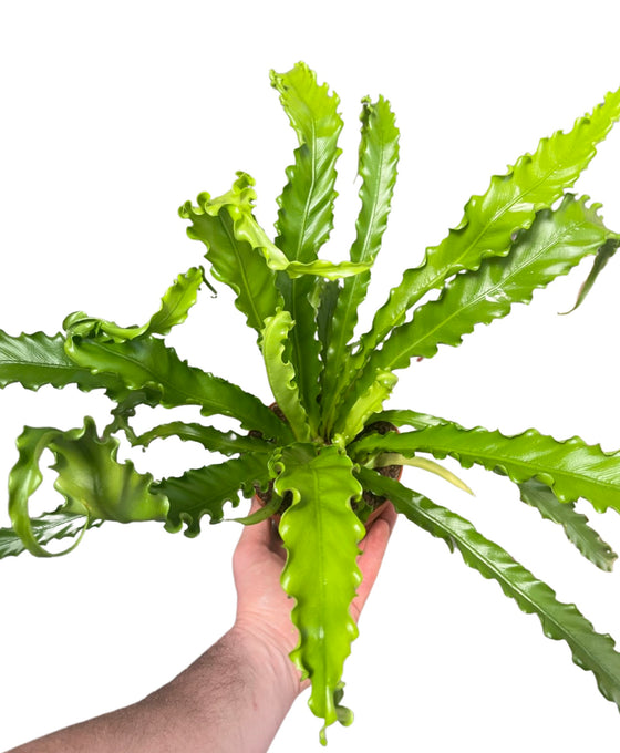 Asplenium antiquum 'Osaka' Image 1