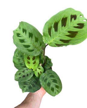 Maranta leuconeura var. Kerchoveana
