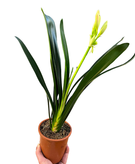 Clivia miniata Image 1