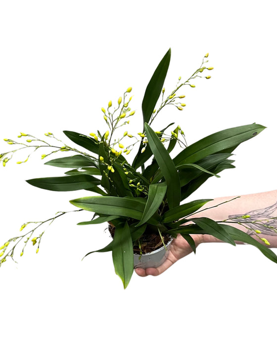 Oncidium Twinkle gx Image 3