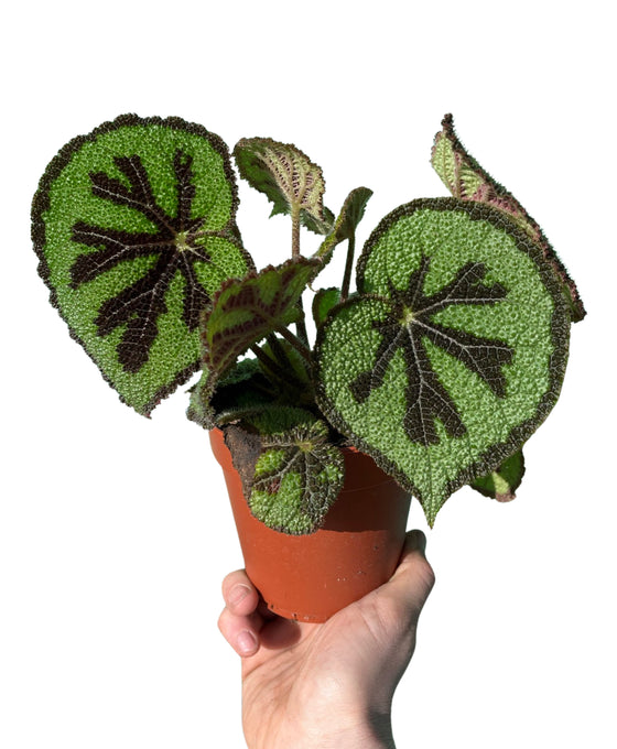 Begonia masoniana 'Rock' Image 2