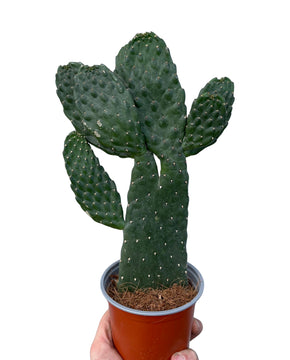 Consolea rubescens