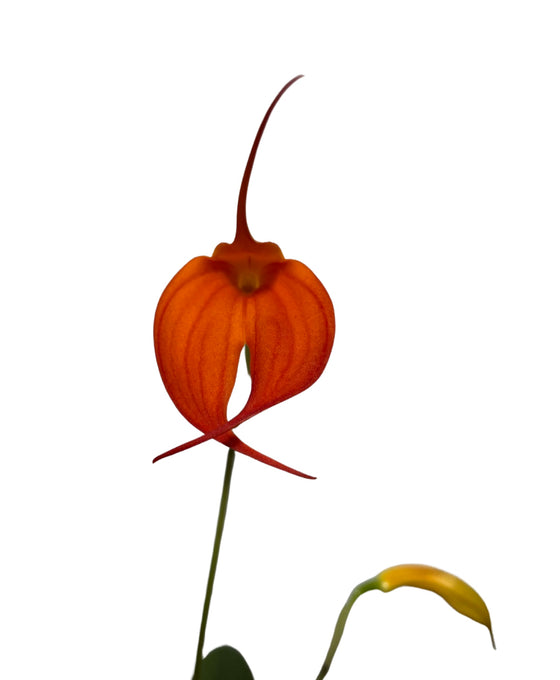 Masdevallia hybrid Image 4