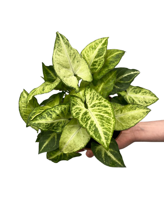 Syngonium podophyllum 'White butterfly' Image 2