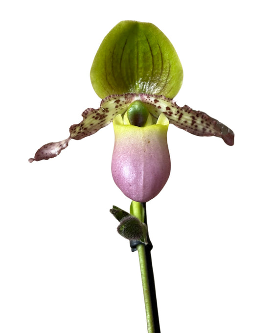Paphiopedilum Pinnochio gx Image 4