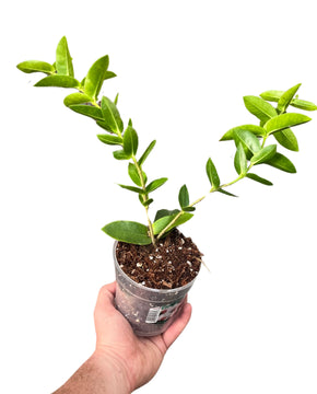 Hoya densifolia