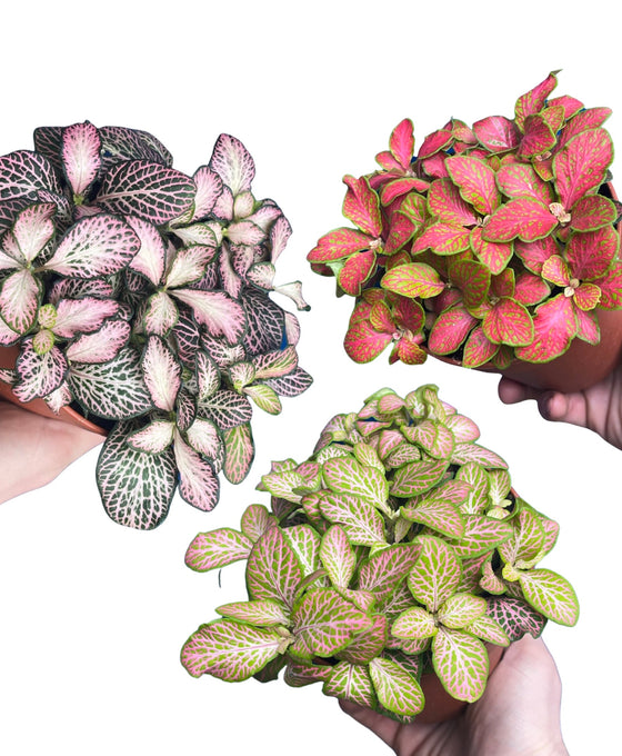 Fittonia albivenis Image 4