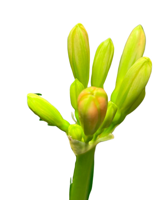 Clivia miniata Image 2