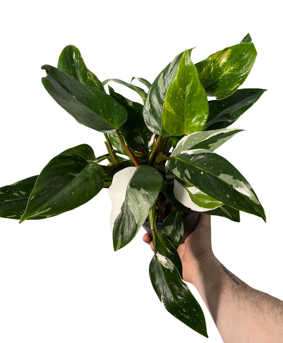 Philodendron erubescens 'White Princess' Image 2