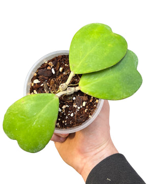 Hoya kerrii
