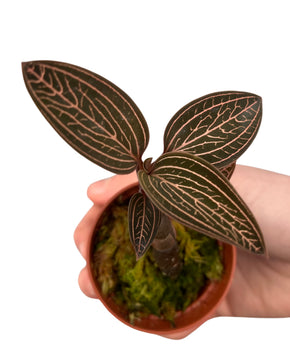 Ludisia ‘Spiderman’ (Anoectochilus roxburghii x Ludisia discolor)